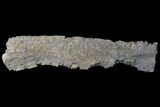 Unprepared Sauropod Rib Section - Colorado #119929-1